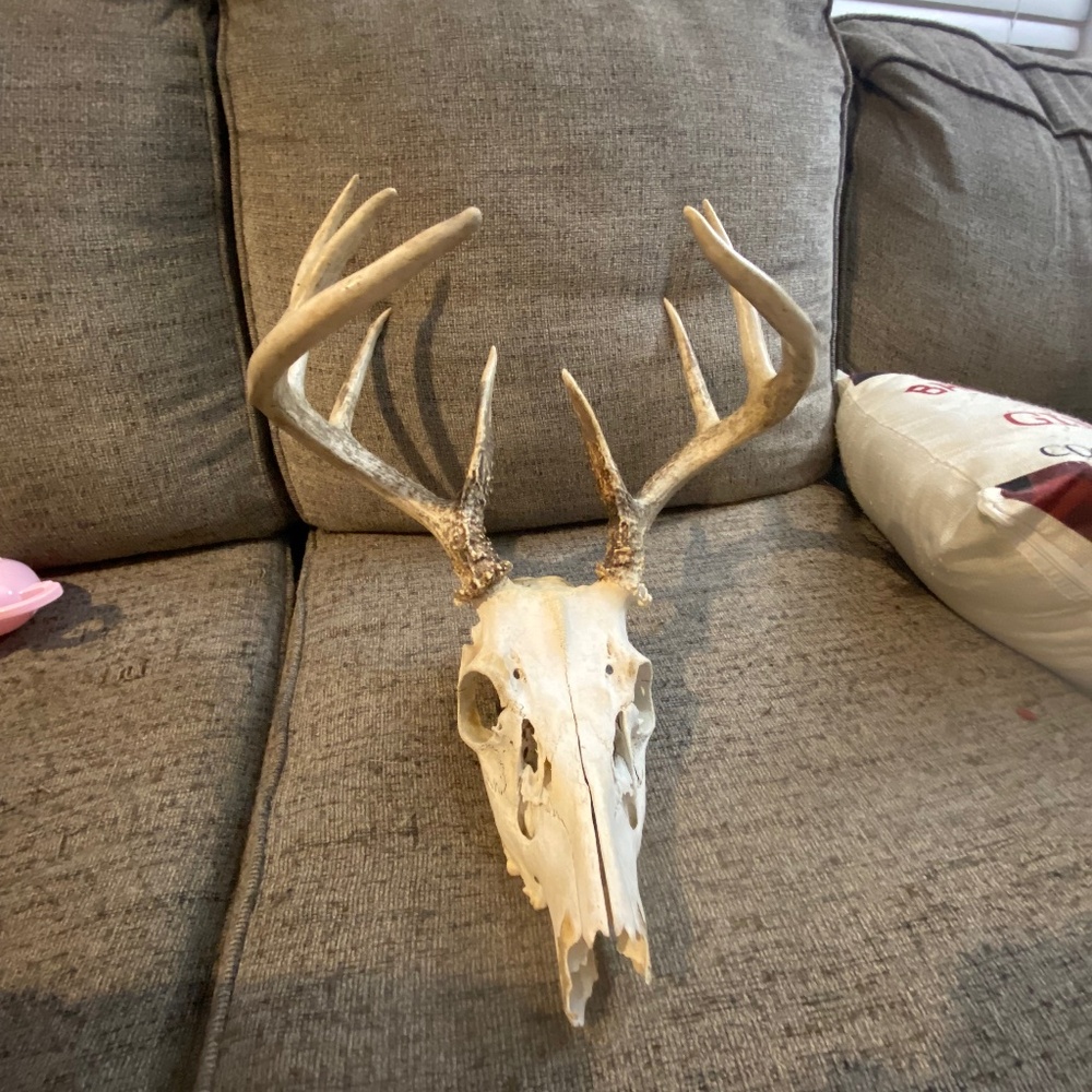 European vintage white tail deer skull